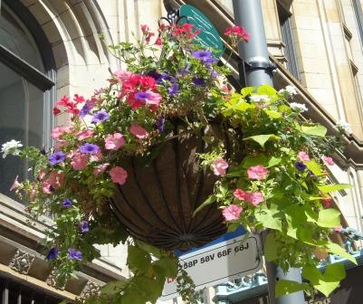 Downtown Hanging Basket, Summer 2009