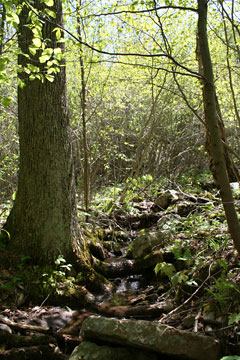 Purchase of the property within Bear Run Nature Reserve will help protect this tributary.