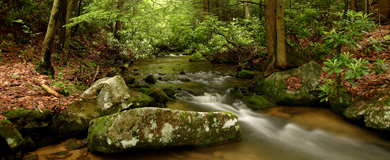 Bear Run