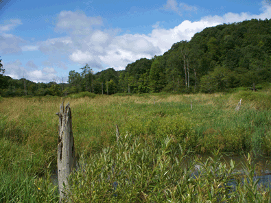 Clearfield county
