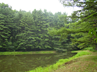 The Stitt Property