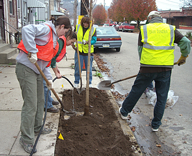 TreeVitalize planting, Lawrenceville, Fall 2009