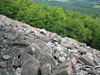 The Williams Property