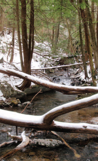 A srtream in the forest